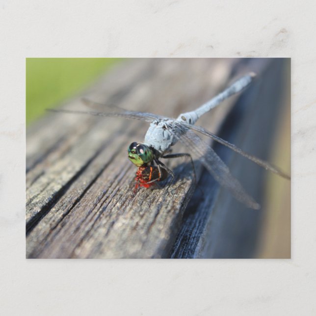 Dragonfly Blank Postkarte (Vorderseite)