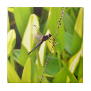 Dragonfly Blau und schwarz auf Gras. Fliese