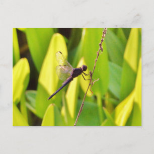 Dragonfly Blau und schwarz auf Gras. Postkarte