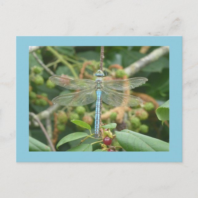 Dragonfly Blue Kaiser mit Border DIY Postkarte (Vorderseite)