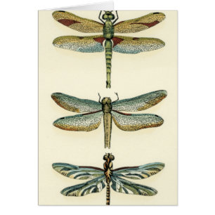 Dragonfly Collection von Chariklia Zarris