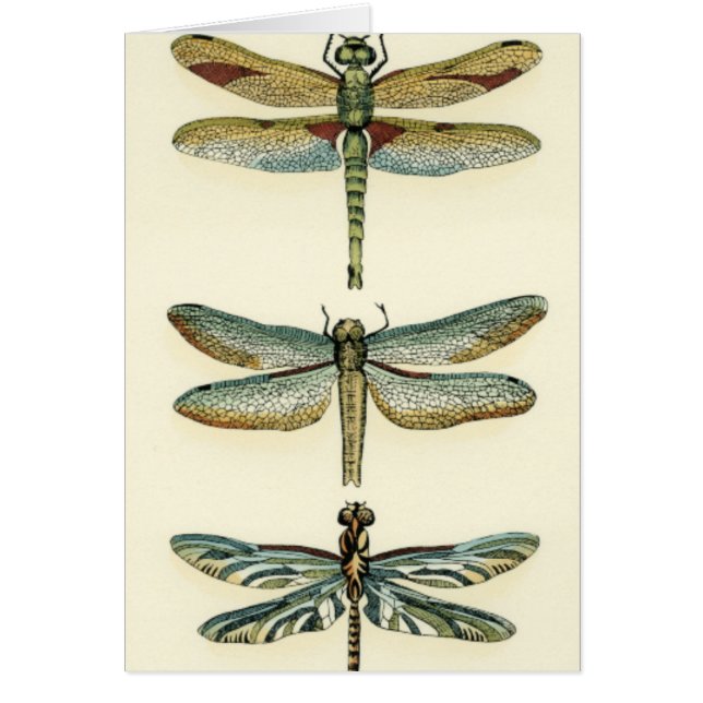 Dragonfly Collection von Chariklia Zarris (Vorne)