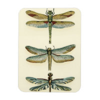 Dragonfly Collection von Chariklia Zarris