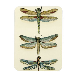 Dragonfly Collection von Chariklia Zarris Magnet
