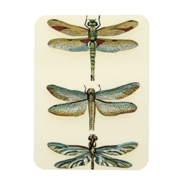 Dragonfly Collection von Chariklia Zarris Magnet (Vertikal)