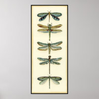 Dragonfly Collection von Chariklia Zarris