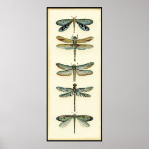 Dragonfly Collection von Chariklia Zarris Poster