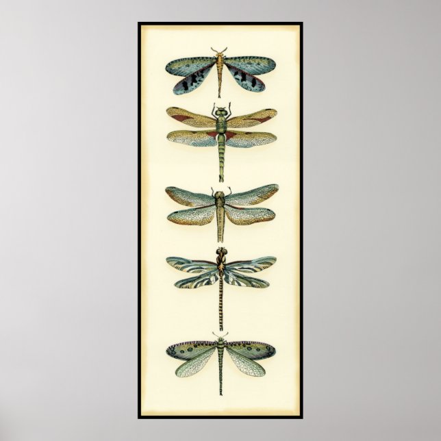 Dragonfly Collection von Chariklia Zarris Poster (Vorne)