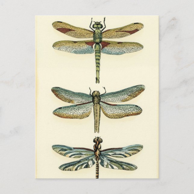 Dragonfly Collection von Chariklia Zarris Postkarte (Vorderseite)