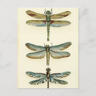 Dragonfly Collection von Chariklia Zarris Postkarte