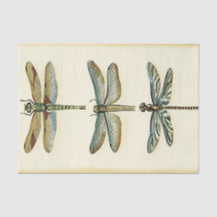 Dragonfly Collection von Chariklia Zarris Seidenpapier