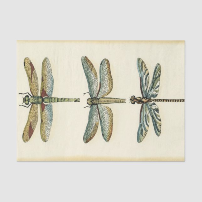 Dragonfly Collection von Chariklia Zarris Seidenpapier