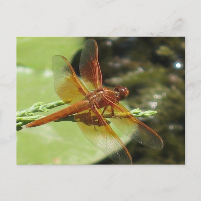 Dragonfly Dreams Postkarte (Vorderseite)