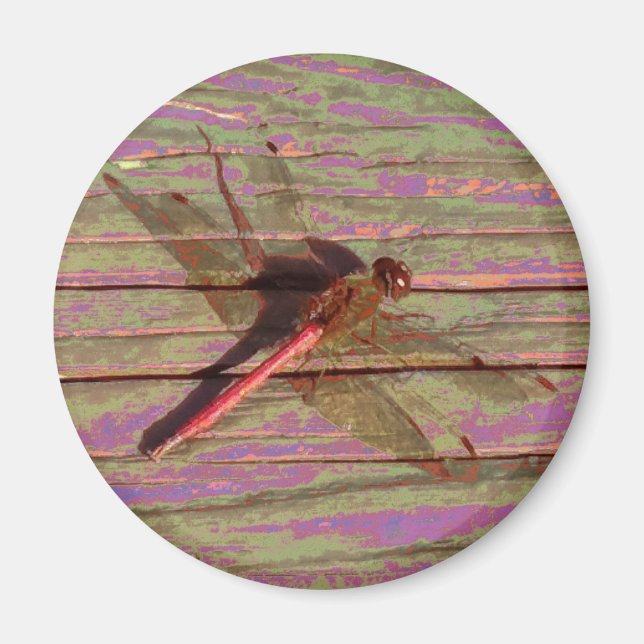 Dragonfly farbenfroh magnet (Vorne)