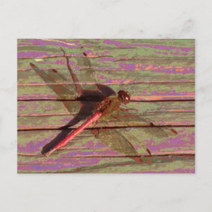 Dragonfly farbenfroh postkarte