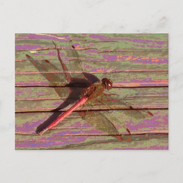 Dragonfly farbenfroh postkarte (Vorderseite)