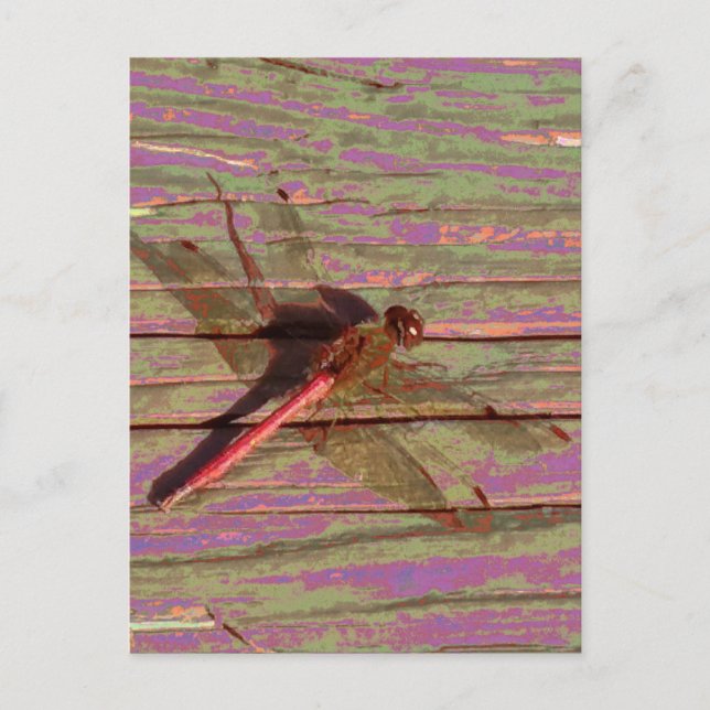 Dragonfly farbenfroh postkarte (Vorderseite)