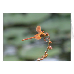 Dragonfly Fire