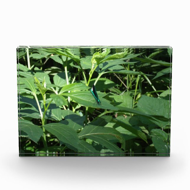 Dragonfly Fotoblock (Vorderseite)