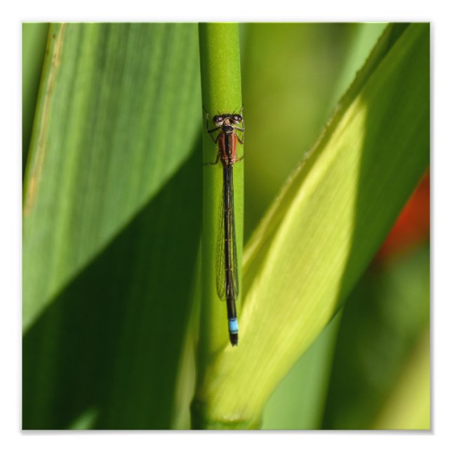 Dragonfly Fotodruck (Vorne)