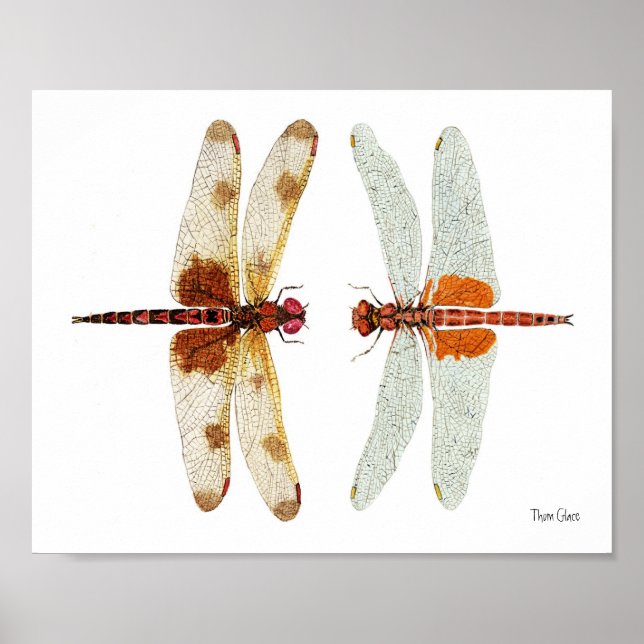 Dragonfly-Gesicht abseits Poster (Vorne)