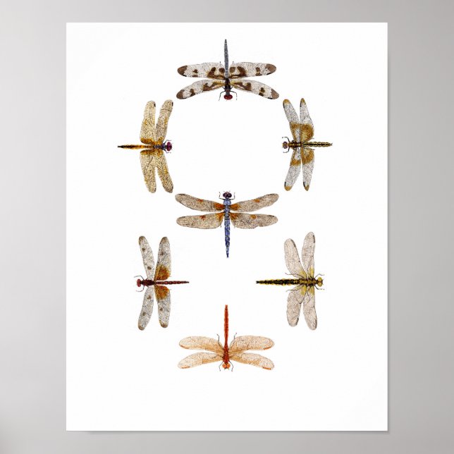 Dragonfly Graphic Art Poster (Vorne)