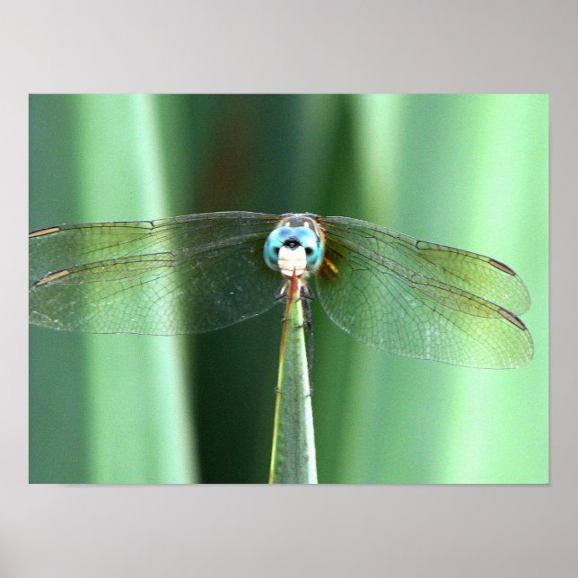 Dragonfly Hello Poster (Vorne)