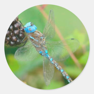 Dragonfly-Himbeersticker Runder Aufkleber