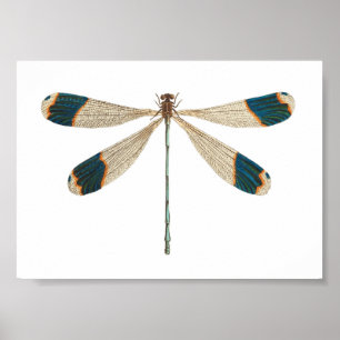 Dragonfly-Illustration Poster