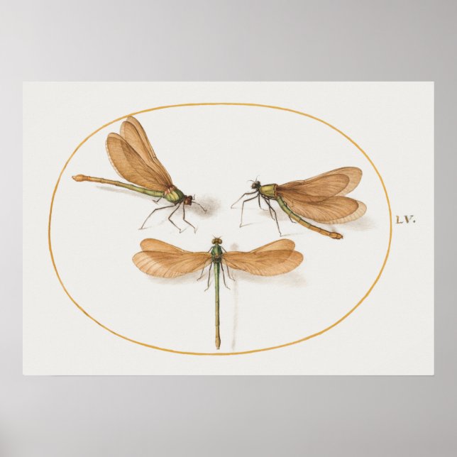 Dragonfly Illustration Poster (Vorne)