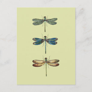 Dragonfly-Illustrationen Postkarte