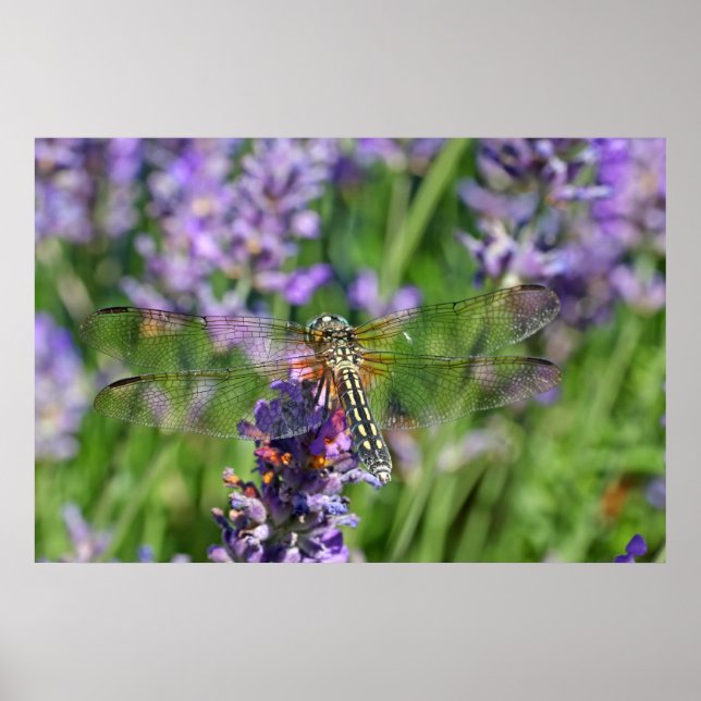 Dragonfly in Lavender Garden Poster (Vorne)