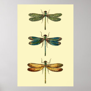 Dragonfly-Insektensammlung Poster