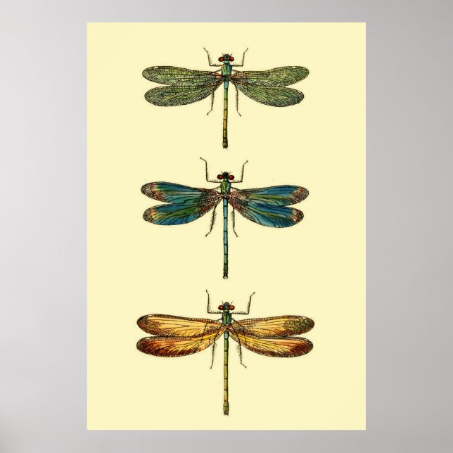 Dragonfly-Insektensammlung Poster (Vorne)