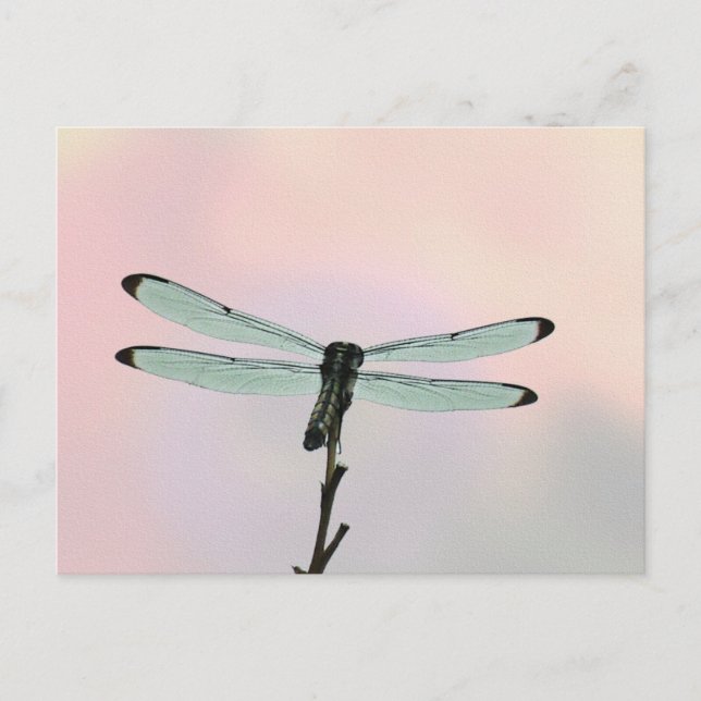 Dragonfly-Ionenpasten Postkarte (Vorderseite)