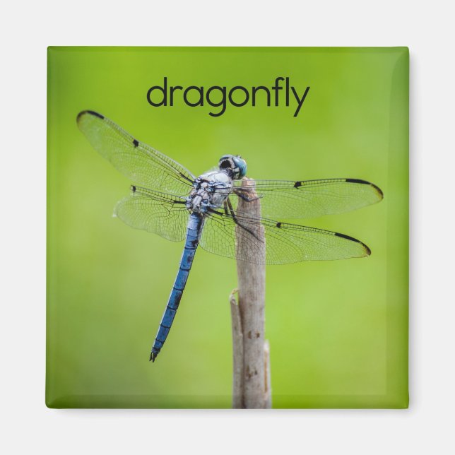 Dragonfly Kühlschrank Magnet (Vorne)