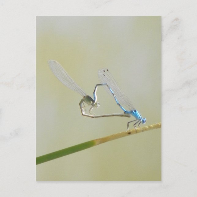 Dragonfly-Liebe Postkarte (Vorderseite)