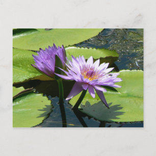 Dragonfly Lotus Postkarte