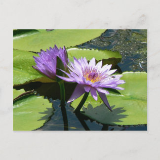 Dragonfly Lotus Postkarte