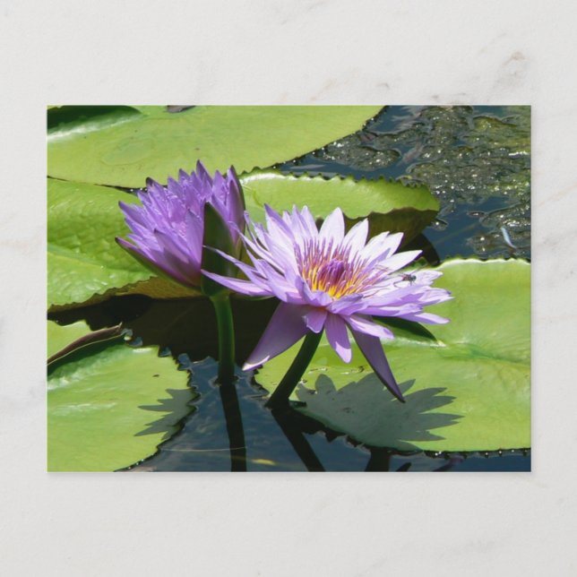Dragonfly Lotus Postkarte (Vorderseite)