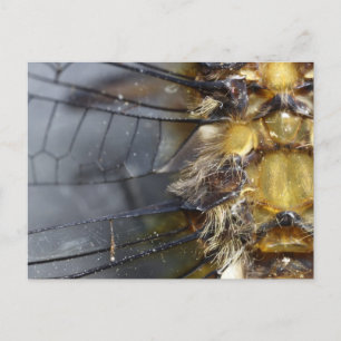 Dragonfly Macro Postkarte