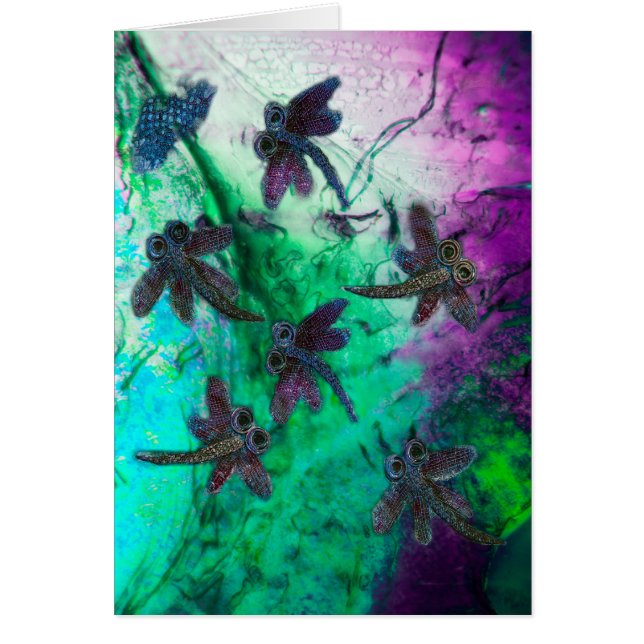 Dragonfly Magic (Vorne)