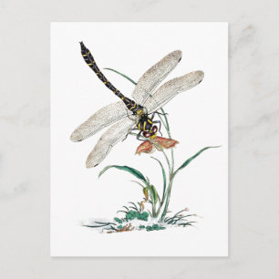 Dragonfly Magic Postkarte
