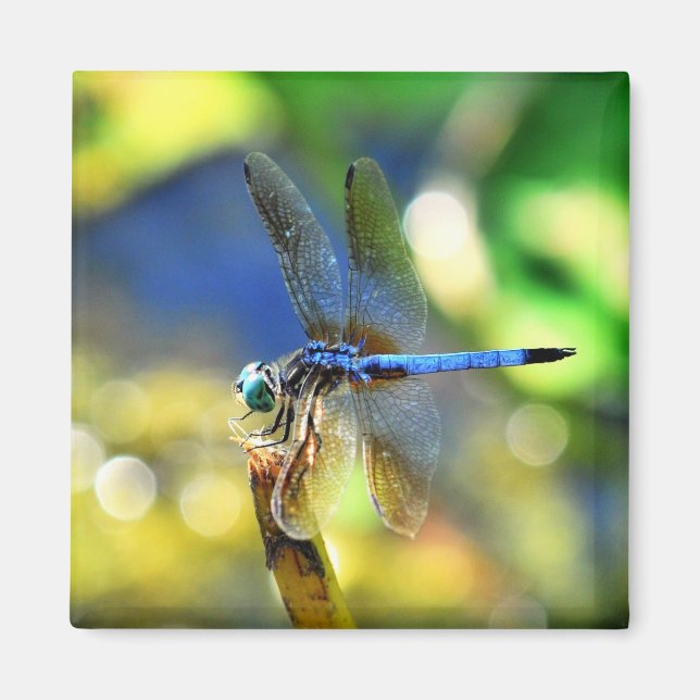 Dragonfly Magnet (Vorne)