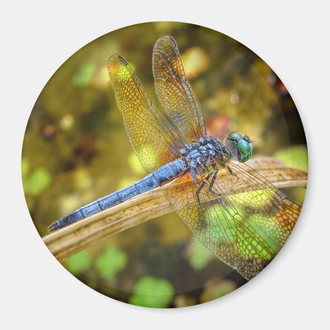 Dragonfly Magnet (Vorne)