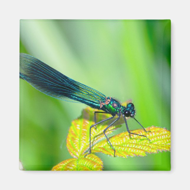 Dragonfly Magnet (Vorne)