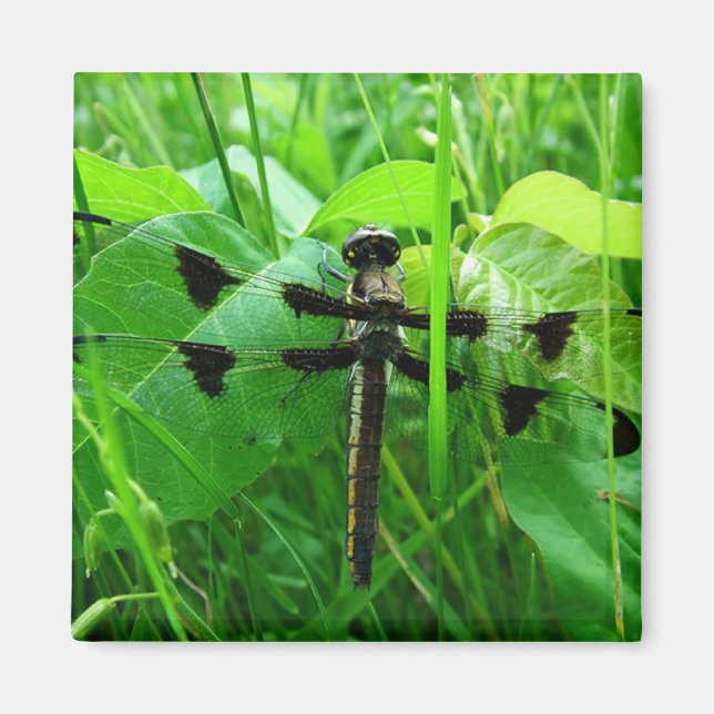 Dragonfly Magnet (Vorne)