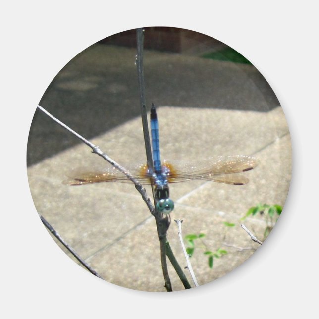 Dragonfly Magnet (Vorne)