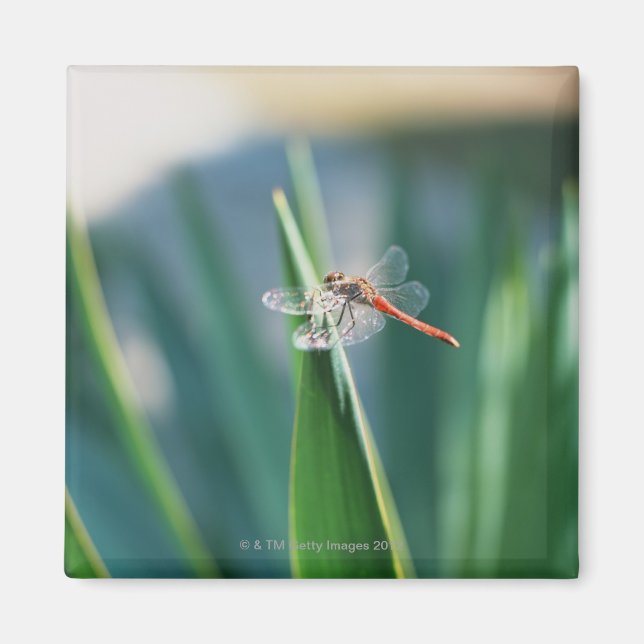 Dragonfly Magnet (Vorne)