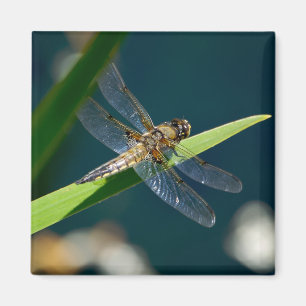 Dragonfly Magnet